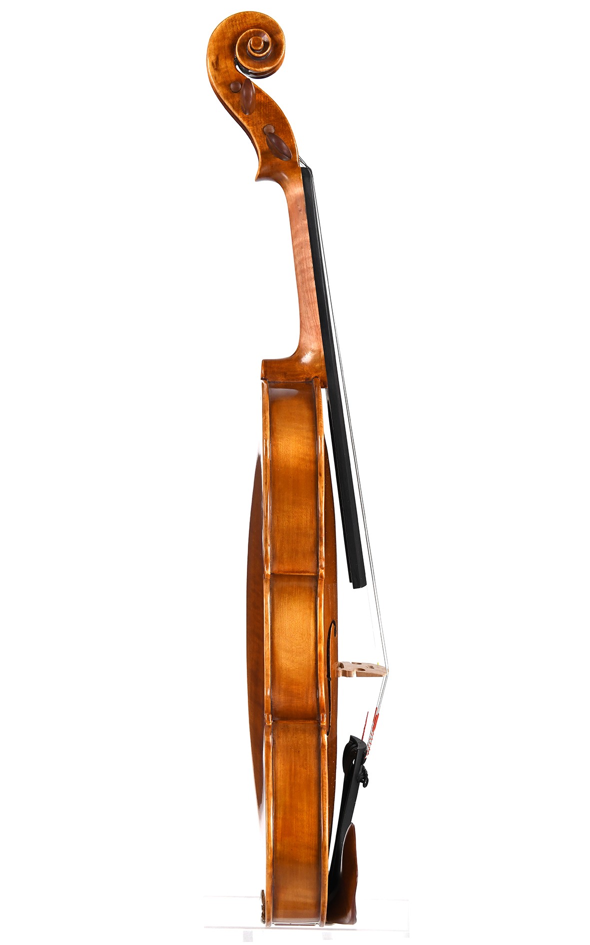 Modern violin. Handmade from the year 2012